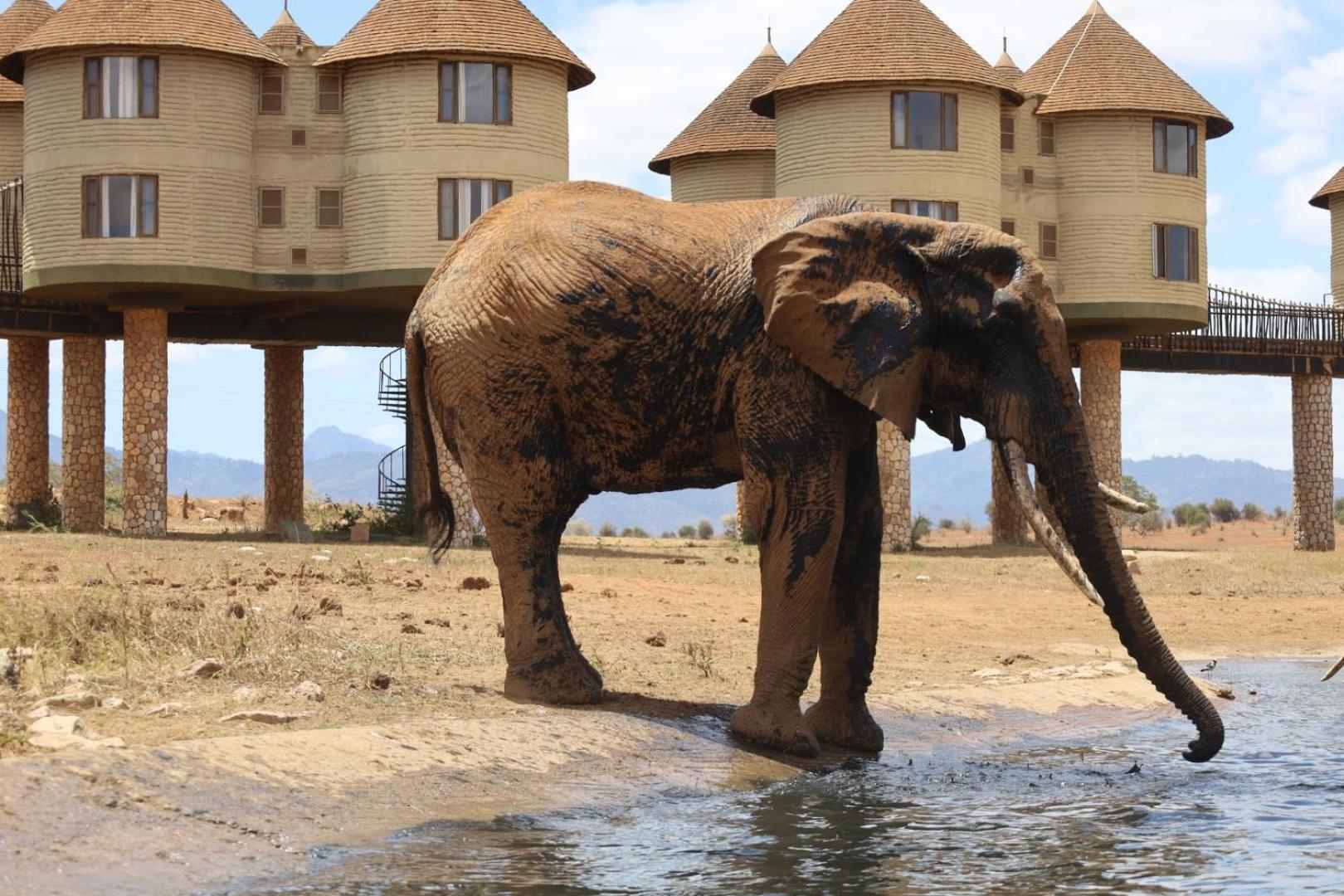 Salt Lick Safari Lodge Tsavo Kültér fotó