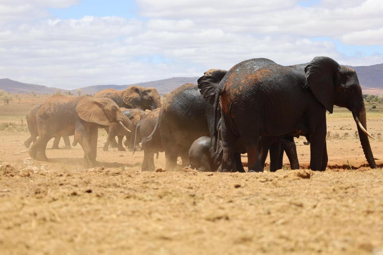Salt Lick Safari Lodge Tsavo Kültér fotó