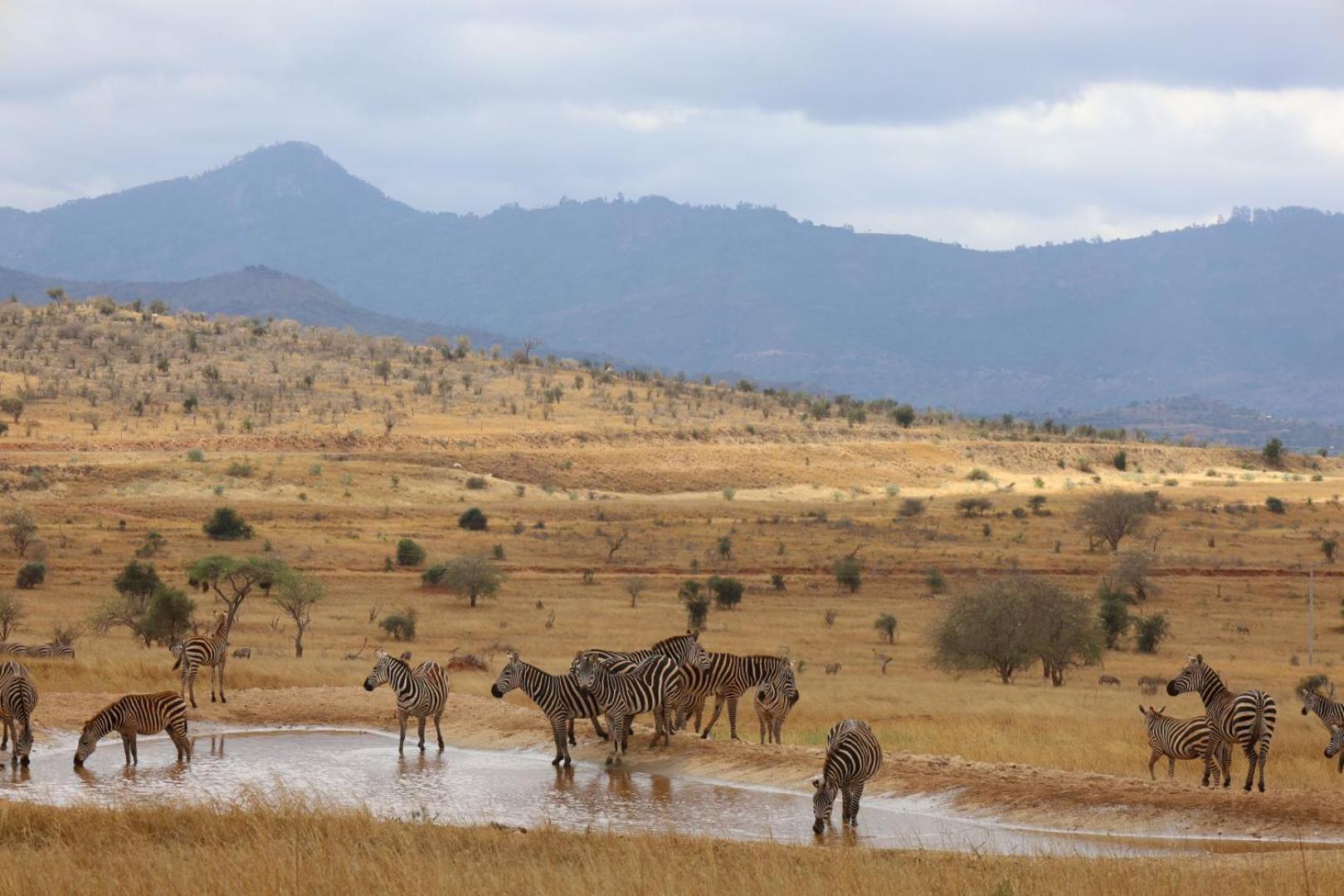 Salt Lick Safari Lodge Tsavo Kültér fotó