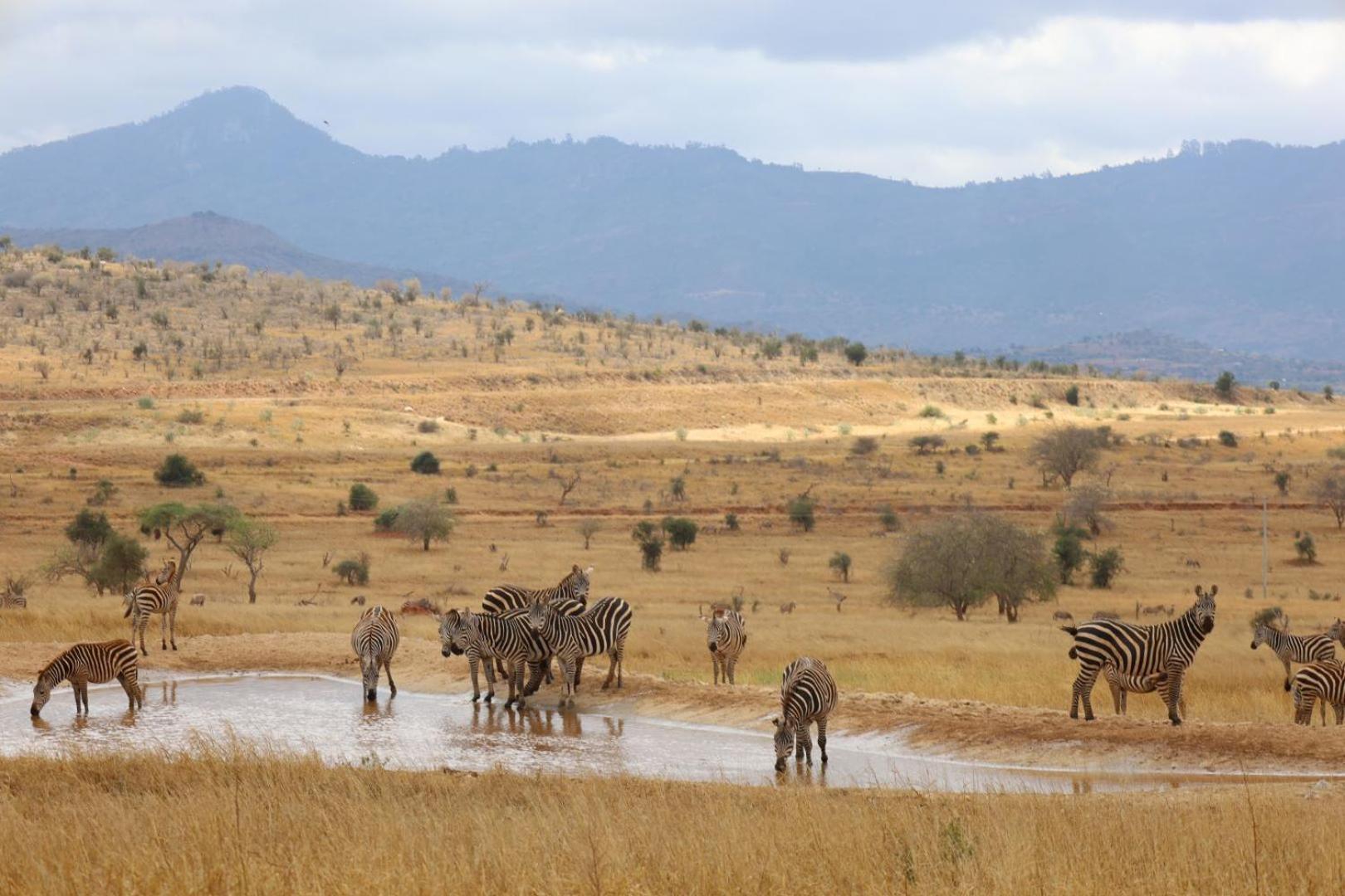 Salt Lick Safari Lodge Tsavo Kültér fotó