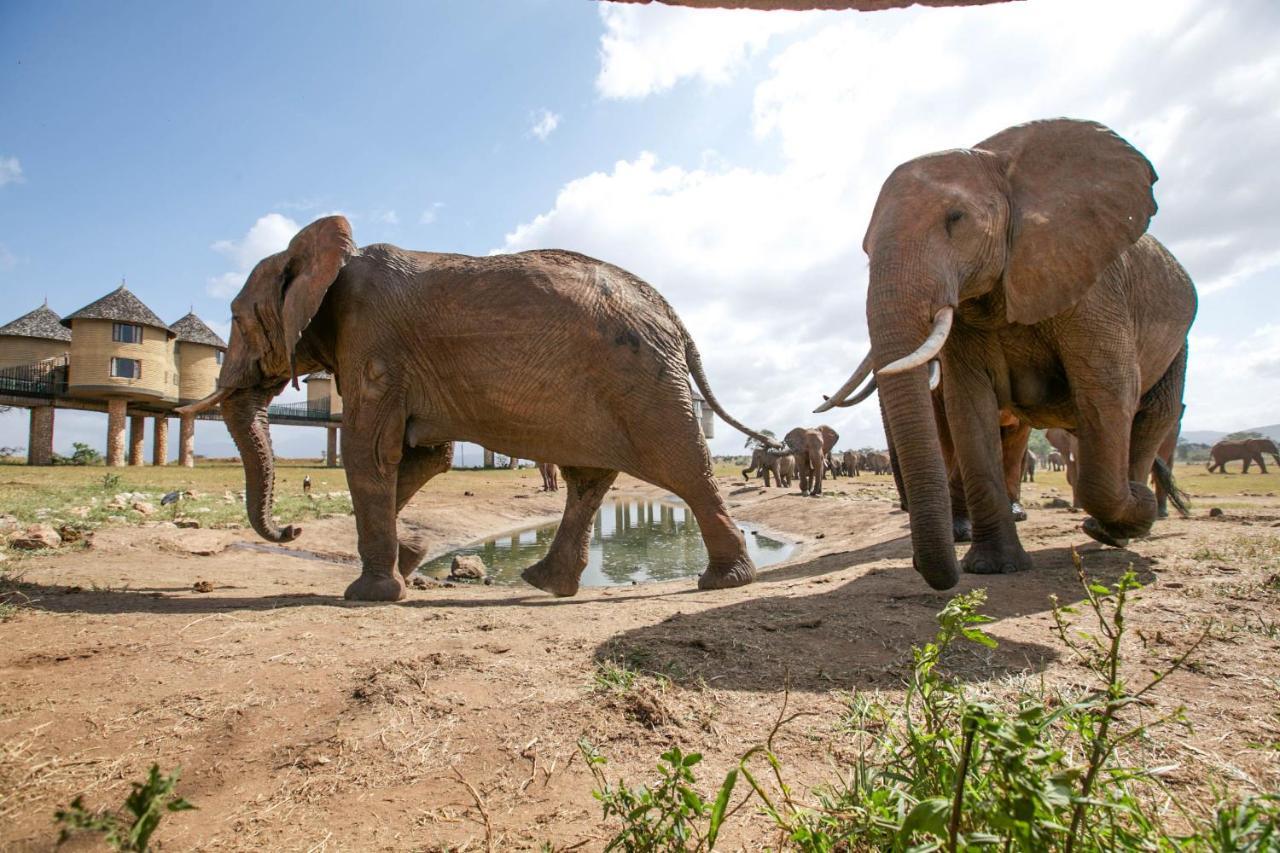 Salt Lick Safari Lodge Tsavo Kültér fotó